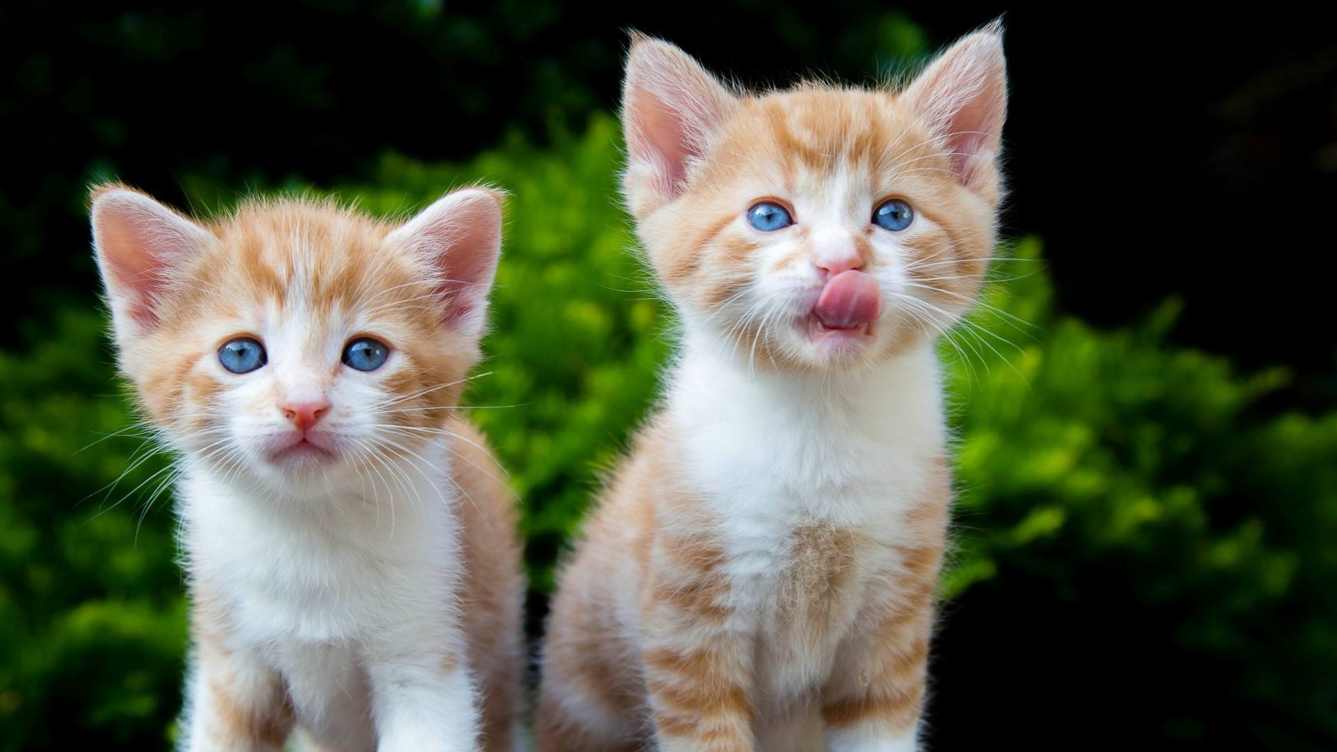 如何糾正貓咪破壞植物