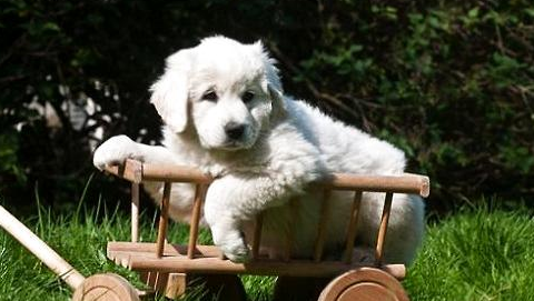 怎樣調(diào)教一只優(yōu)秀的狗狗？